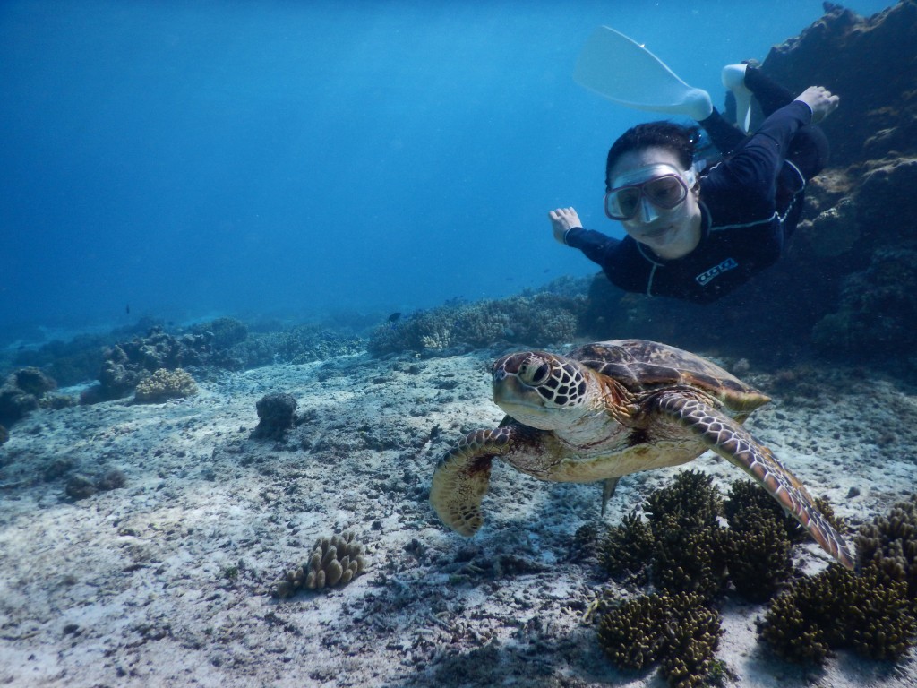 ウミガメシュノーケルツアーのウミガメを見つけた。