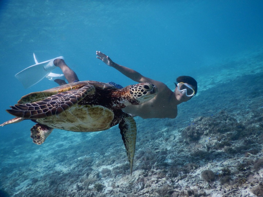 ウミガメと飛んでるみたい