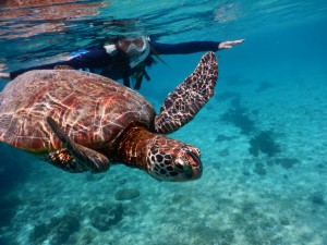 亀と同じポーズで写真