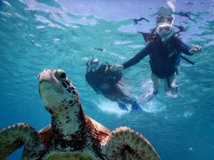 海亀と、こんな近く