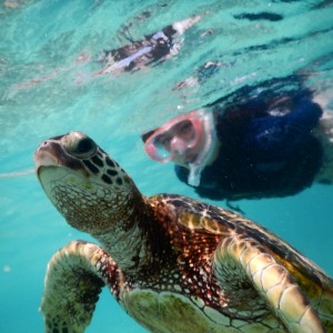宮古島海亀と泳ぐ