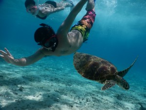 そっちに行くのウミガメさん