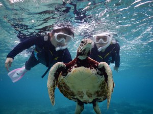 シュノーケルでウミガメと近づく