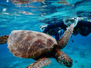 曇りでもシュノーケル