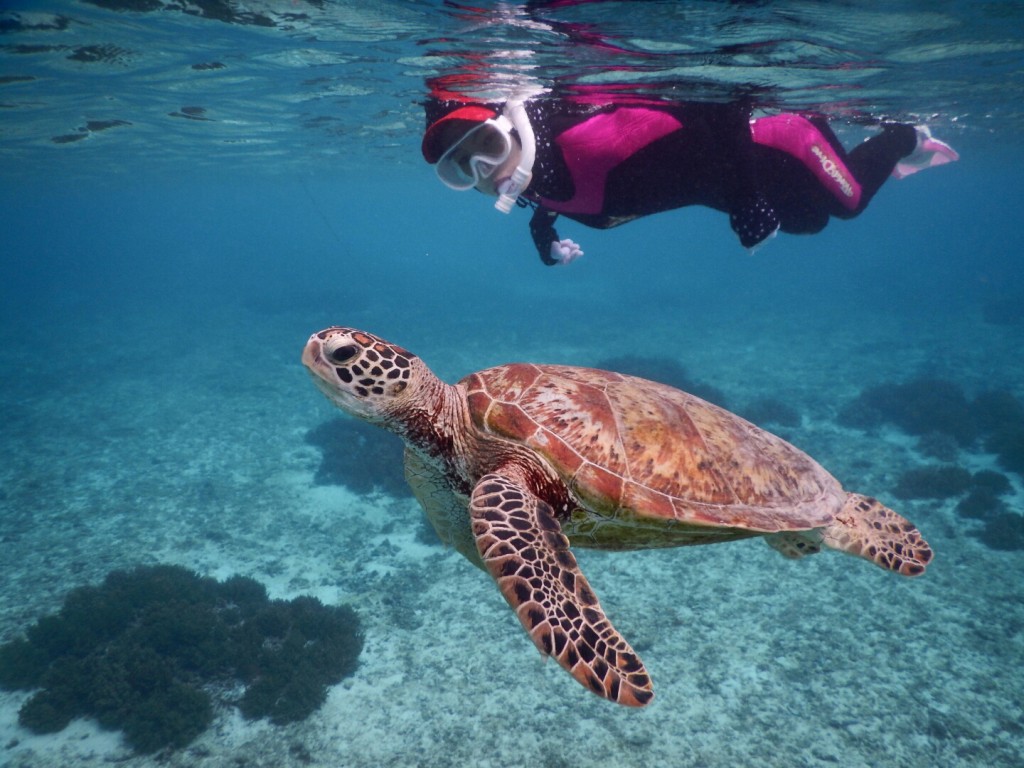 日焼け対策は万全にウミガメとシュノーケル