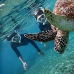 仲良くシュノーケル