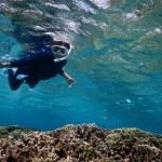 サンゴをじっくり見るシュノーケルツアー