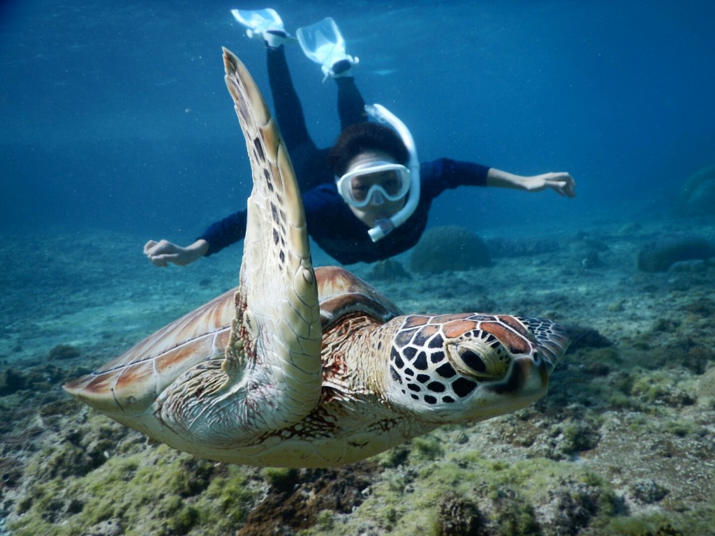 白いウミガメとシュノーケル
