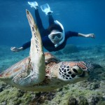白いウミガメとシュノーケル