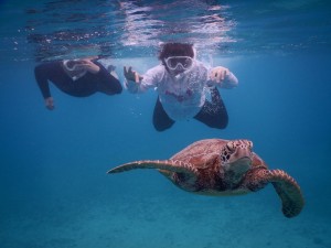 雲りでもシュノーケルツアー