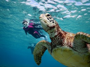 シュノーケルしてたら息継ぎに上がるウミガメ