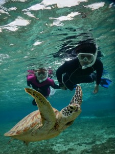 甲羅の白いウミガメとシュノーケル