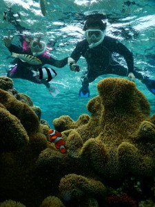 カクレクマノミと写真が撮影出来るシュノーケルツアー