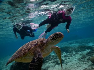 黒いウミガメとシュノーケルしたよ