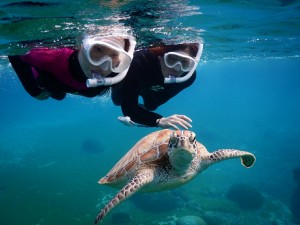 甲羅の綺麗なウミガメと12月シュノーケル
