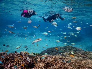 お魚天国をシュノーケルで