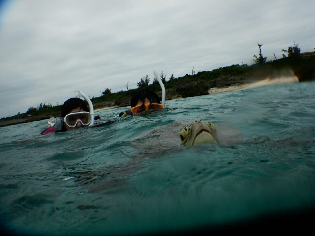 シュノーケルでウミガメ接近で息継ぎ