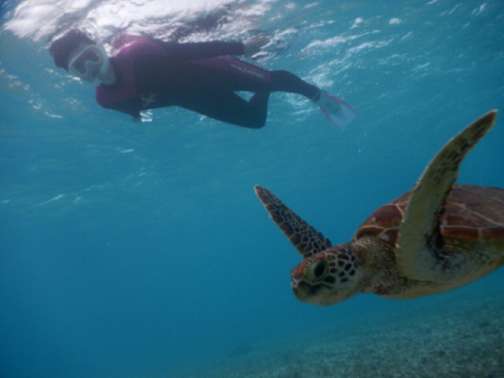 八重干瀬もウミガメもシュノーケル