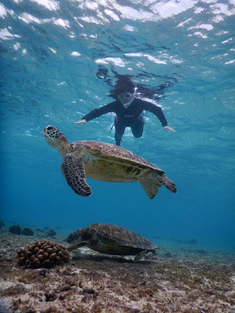 シュノーケルで同時に二匹のウミガメ