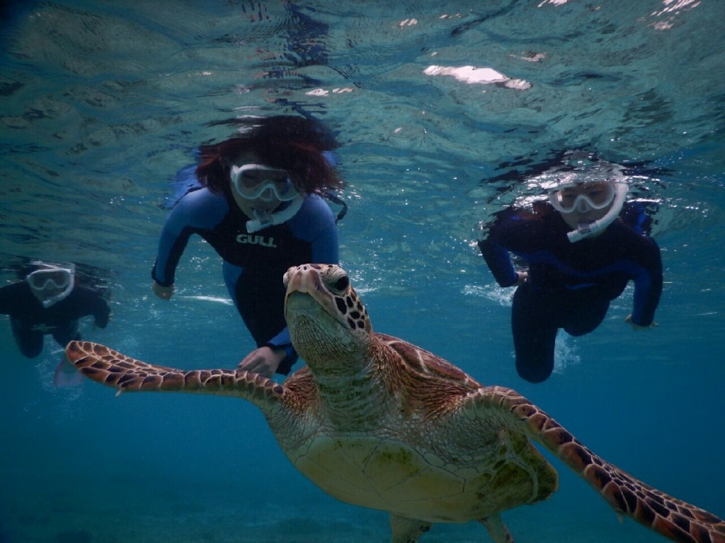 雨でもウミガメツアー