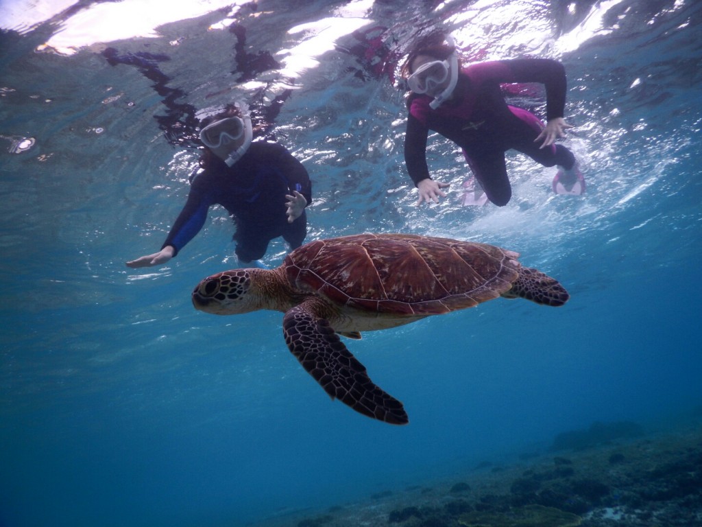 大晦日だよウミガメさん