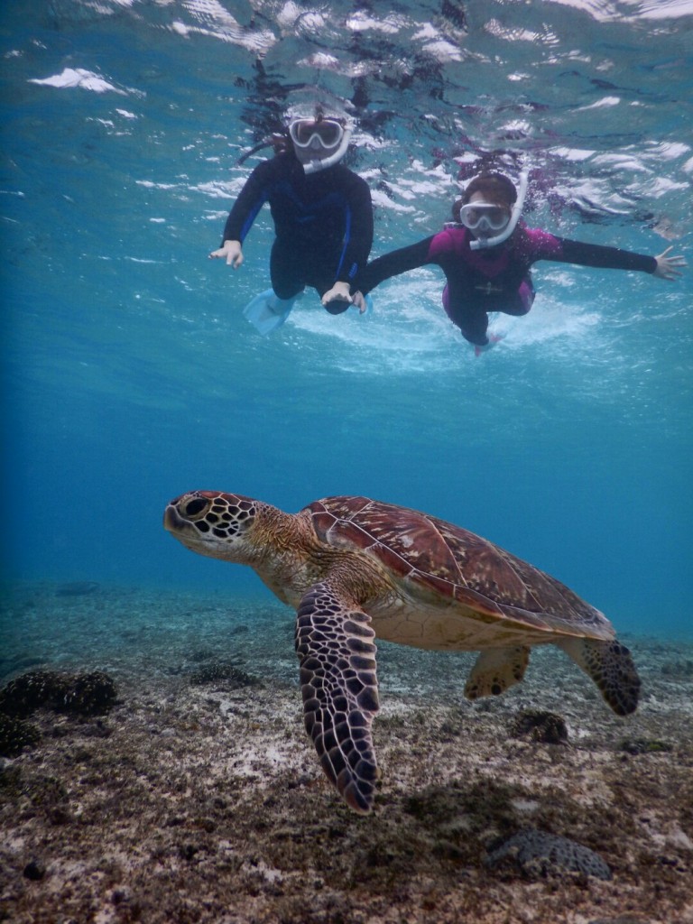 透き通る海でウミガメシュノーケルツアー