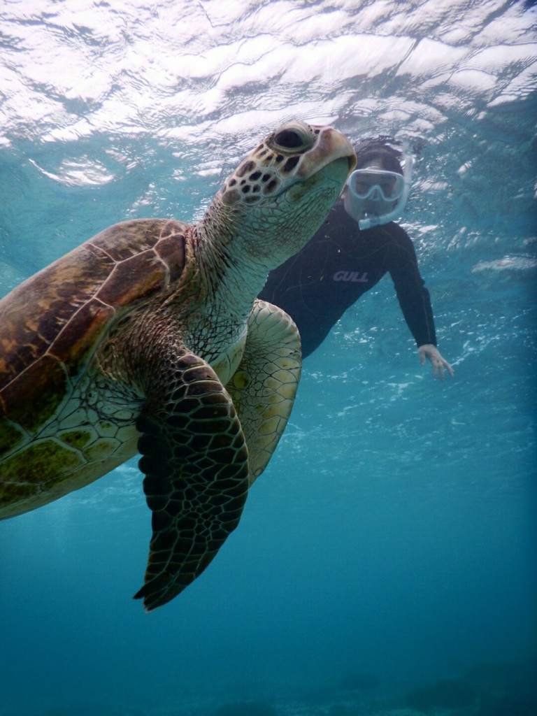 ウミガメシュノーケルツアーはウミガメから寄ってくる