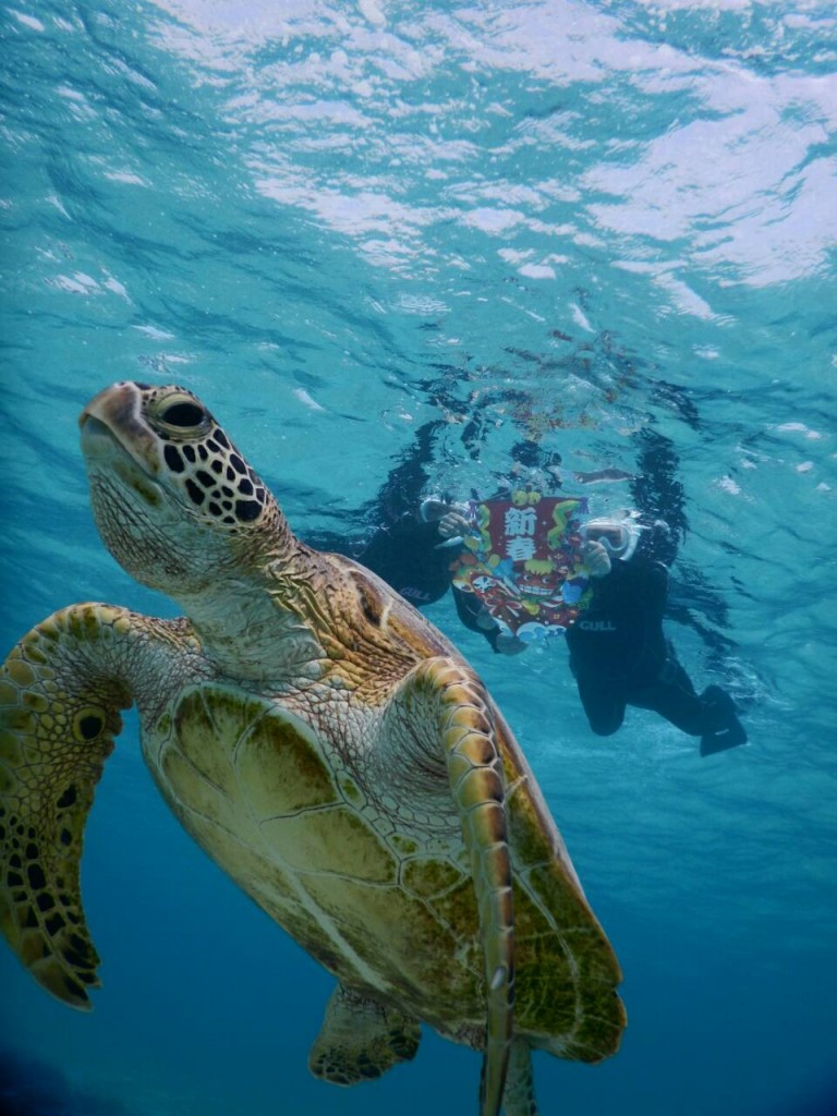 2016年初めてのウミガメツアー