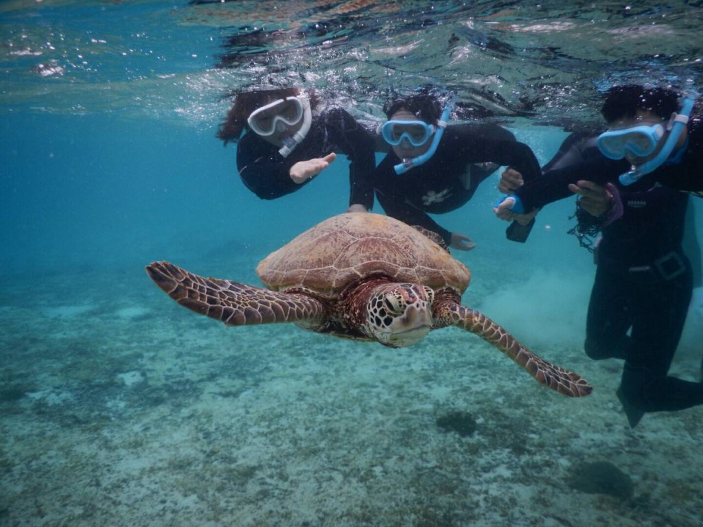 小さなお子様もウミガメシュノーケルツアー