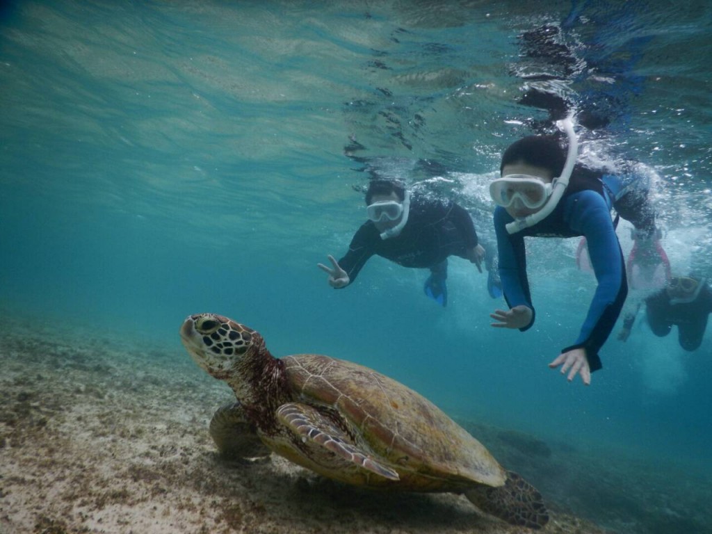 ドルフィンでシュノーケル