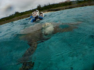 ウミガメツアーで息継ぎも初めて見れたよ