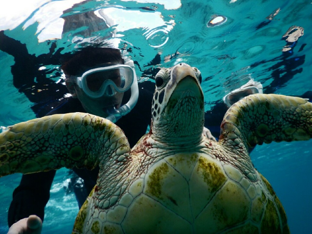 近いウミガメさんとシュノーケル