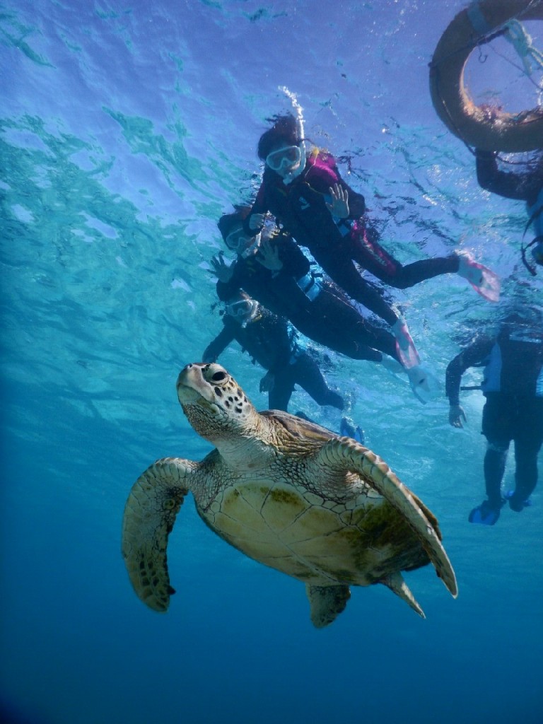 自力でもウミガメとシュノーケルできました