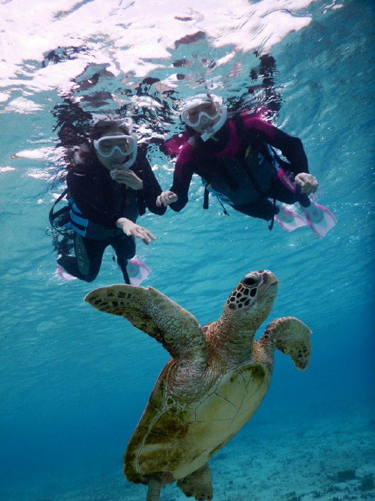 初シュノーケルの二人にウミガメさんからお近づき