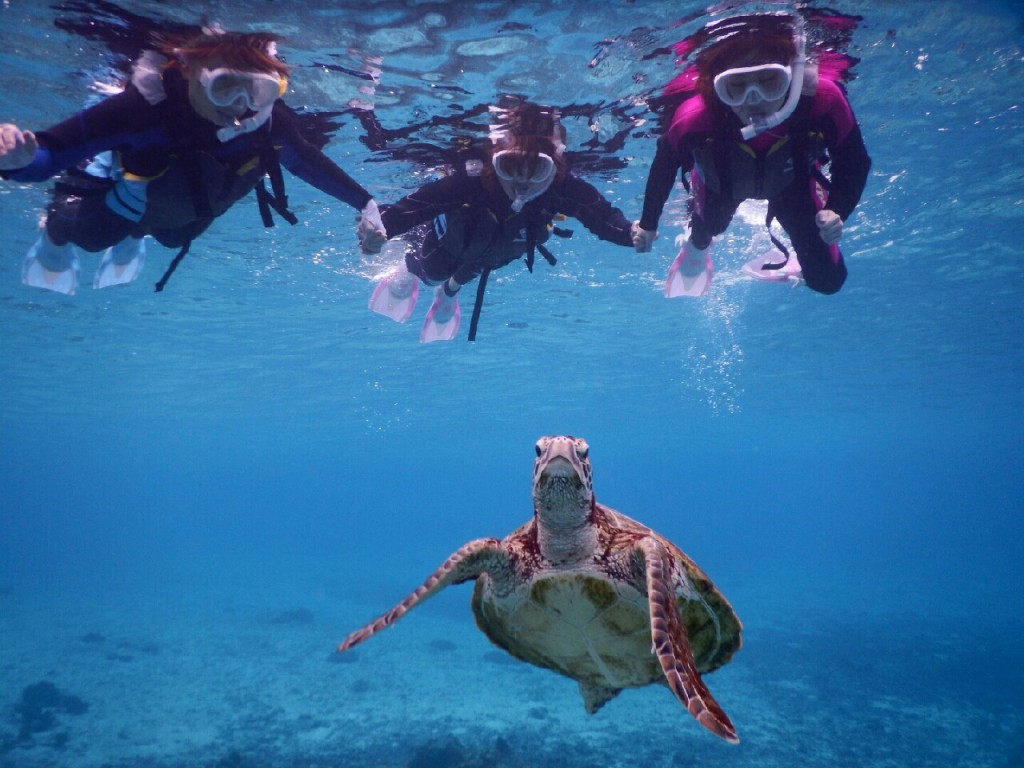 初めて見たウミガメ