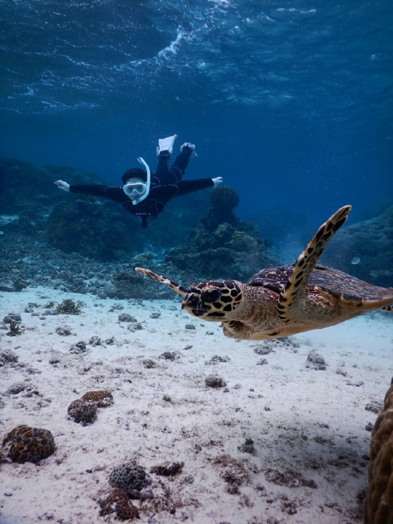 なんと宮古島シュノーケルでタイマイ発見