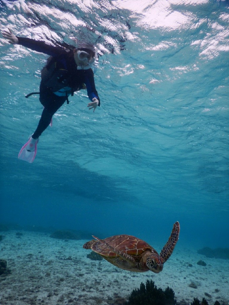 宮古島シュノーケルツアーで泳ぎに慣れウミガメ追跡