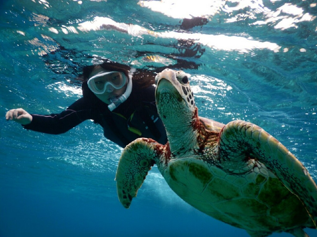 宮古島ウミガメさん