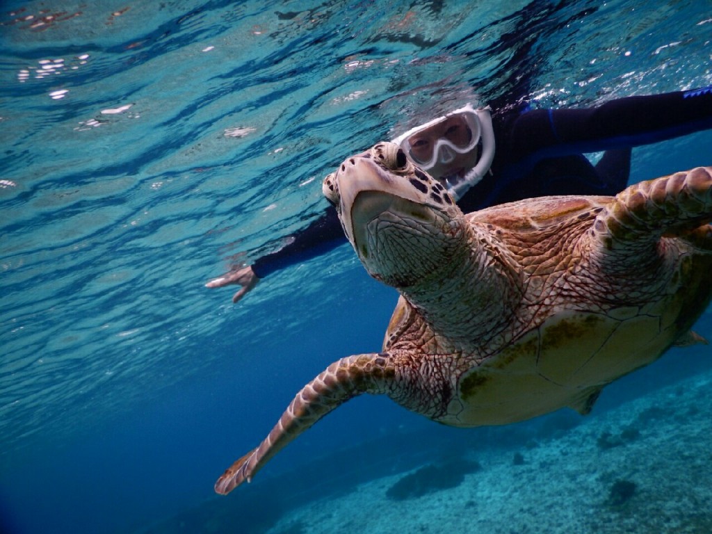 宮古島のウミガメと同じポーズでシュノーケル