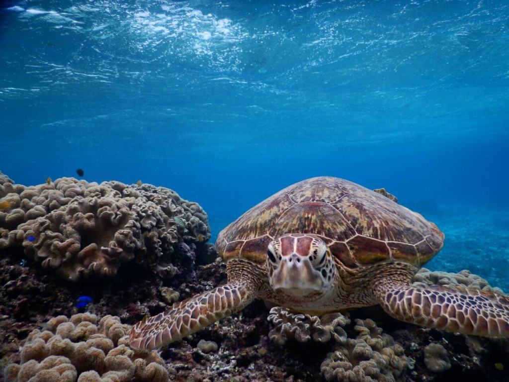 宮古島ウミガメ新ポイント