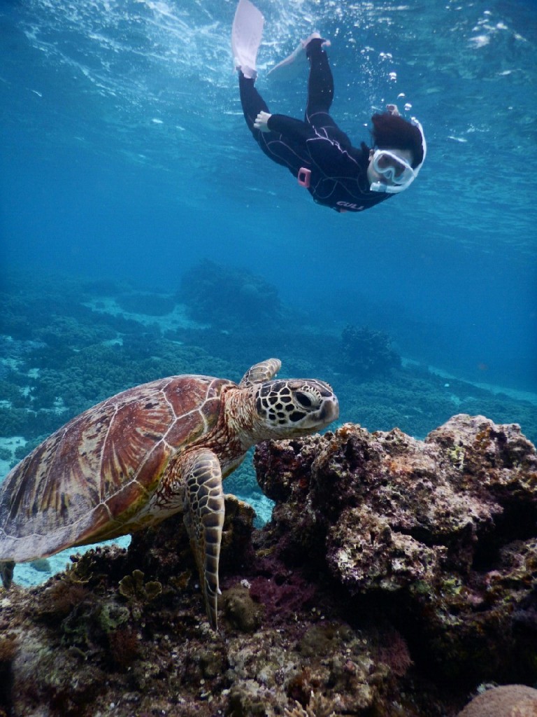 宮古島ビーチからスキンダイビングでウミガメ