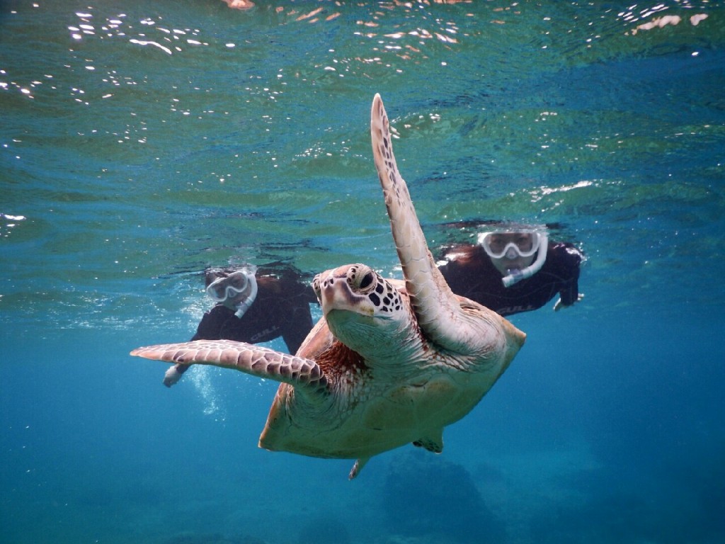 シュノーケル２ポイントでまたウミガメ