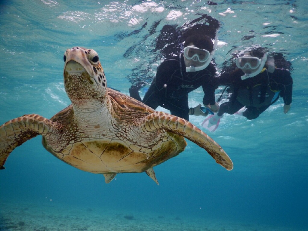念願のウミガメと宮古島でのシュノーケル