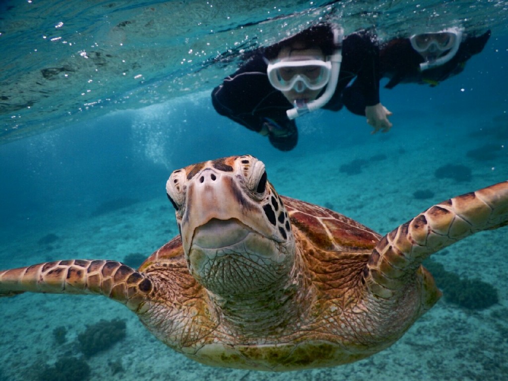 水中写真でウミガメシュノーケルをアップ