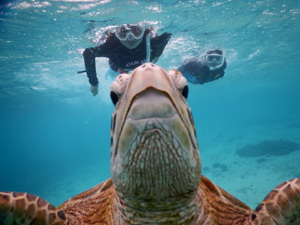 宮古島ウミガメのドアップ