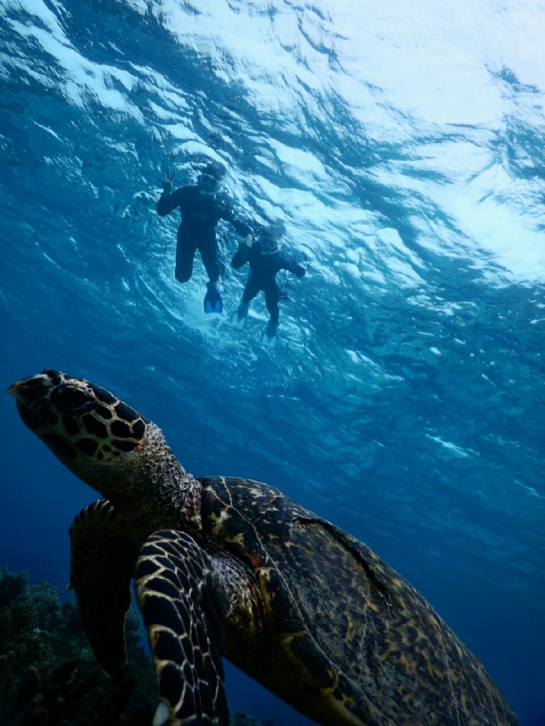タイマイとシュノーケリングした宮古島ツアー