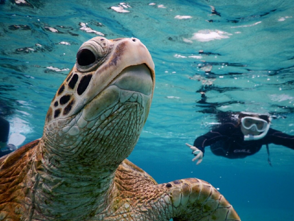 宮古島のウミガメさん泳ごうよ