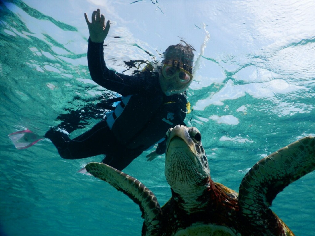 初心者でもウミガメ