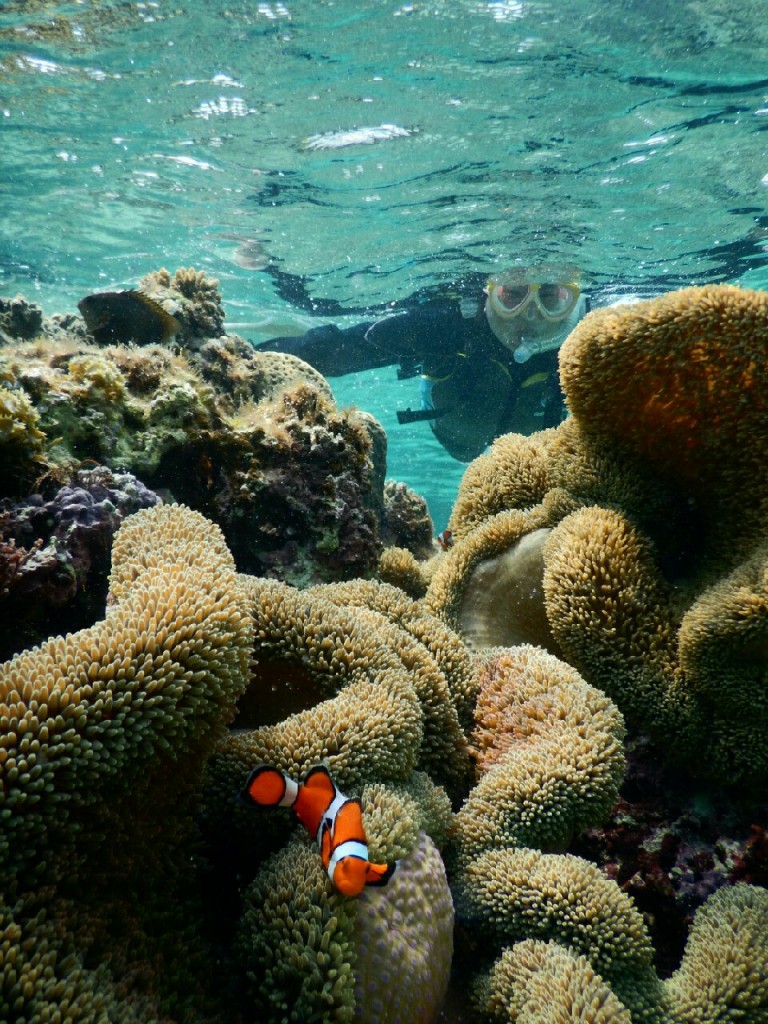 初心者でもカクレクマノミ