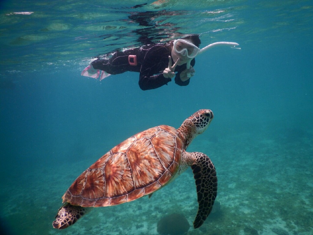 潜らずウミガメ